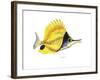 Fish 5 Red-Yellow-Olga And Alexey Drozdov-Framed Giclee Print