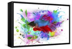 Fish and colors-Ata Alishahi-Framed Stretched Canvas