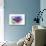 Fish and colors-Ata Alishahi-Giclee Print displayed on a wall