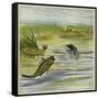 Fish and Fly-Ernest Henry Griset-Framed Stretched Canvas