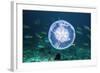 Fish And Jellyfish Over a Coral Reef-Georgette Douwma-Framed Premium Photographic Print