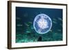 Fish And Jellyfish Over a Coral Reef-Georgette Douwma-Framed Premium Photographic Print