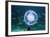 Fish And Jellyfish Over a Coral Reef-Georgette Douwma-Framed Premium Photographic Print