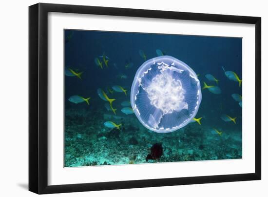 Fish And Jellyfish Over a Coral Reef-Georgette Douwma-Framed Photographic Print