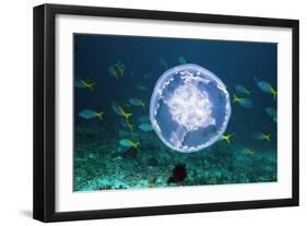 Fish And Jellyfish Over a Coral Reef-Georgette Douwma-Framed Photographic Print