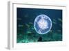 Fish And Jellyfish Over a Coral Reef-Georgette Douwma-Framed Photographic Print