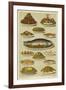 Fish and Seafood Dishes-null-Framed Giclee Print
