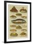 Fish and Seafood Dishes-null-Framed Giclee Print