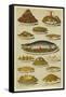 Fish and Seafood Dishes-null-Framed Stretched Canvas