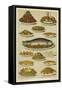 Fish and Seafood Dishes-null-Framed Stretched Canvas