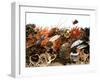 Fish and Seafood Still Life (Symbolic Picture)-Rauzier-Riviere-Framed Premium Photographic Print