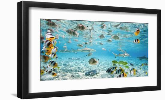 Fish and sharks in Bora Bora lagoon-Pangea Images-Framed Art Print