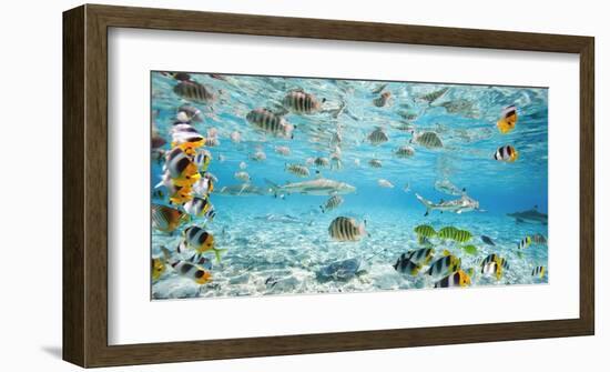 Fish and sharks in Bora Bora lagoon-Pangea Images-Framed Art Print