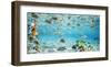 Fish and sharks in Bora Bora lagoon-Pangea Images-Framed Art Print