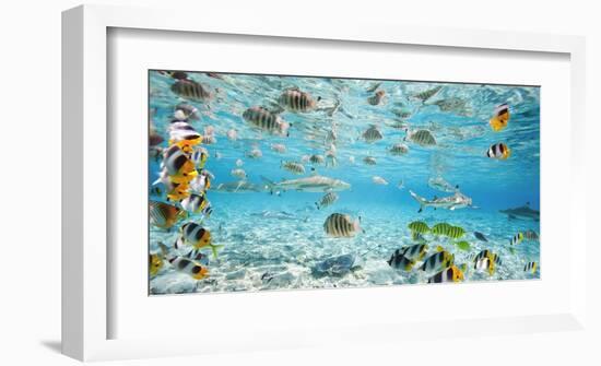 Fish and sharks in Bora Bora lagoon-Pangea Images-Framed Art Print