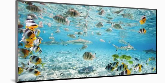 Fish and sharks in Bora Bora lagoon-Pangea Images-Mounted Art Print