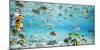 Fish and sharks in Bora Bora lagoon-Pangea Images-Mounted Art Print