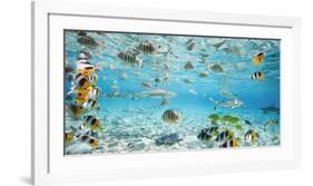 Fish and sharks in Bora Bora lagoon-Pangea Images-Framed Art Print