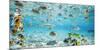 Fish and sharks in Bora Bora lagoon-Pangea Images-Mounted Art Print