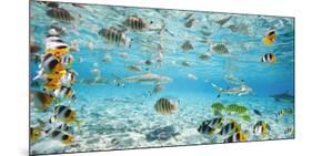 Fish and sharks in Bora Bora lagoon-Pangea Images-Mounted Art Print