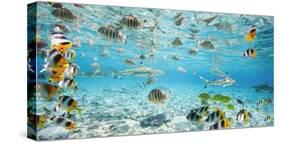 Fish and sharks in Bora Bora lagoon-Pangea Images-Stretched Canvas