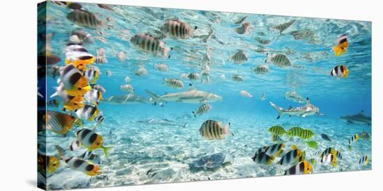 Fish and sharks in Bora Bora lagoon-Pangea Images-Stretched Canvas