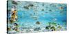 Fish and sharks in Bora Bora lagoon-Pangea Images-Stretched Canvas