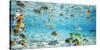 Fish and sharks in Bora Bora lagoon-Pangea Images-Stretched Canvas