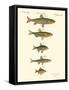 Fish Anthology I-Jacob Schmuzer-Framed Stretched Canvas