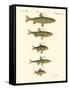 Fish Anthology I-Jacob Schmuzer-Framed Stretched Canvas