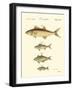Fish Anthology II-Jacob Schmuzer-Framed Art Print