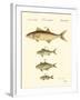 Fish Anthology II-Jacob Schmuzer-Framed Art Print