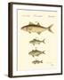 Fish Anthology II-Jacob Schmuzer-Framed Art Print