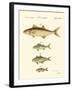 Fish Anthology II-Jacob Schmuzer-Framed Art Print