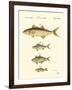 Fish Anthology II-Jacob Schmuzer-Framed Art Print