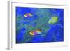 Fish Art 2-Ata Alishahi-Framed Giclee Print