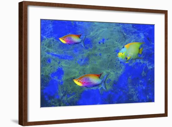 Fish Art 2-Ata Alishahi-Framed Giclee Print