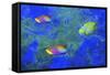 Fish Art 2-Ata Alishahi-Framed Stretched Canvas