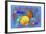 Fish Art 4-Ata Alishahi-Framed Giclee Print