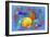 Fish Art 4-Ata Alishahi-Framed Giclee Print