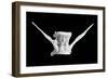 fish bone-Jim Occi-Framed Giclee Print