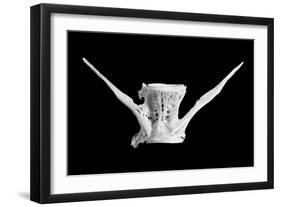 fish bone-Jim Occi-Framed Giclee Print