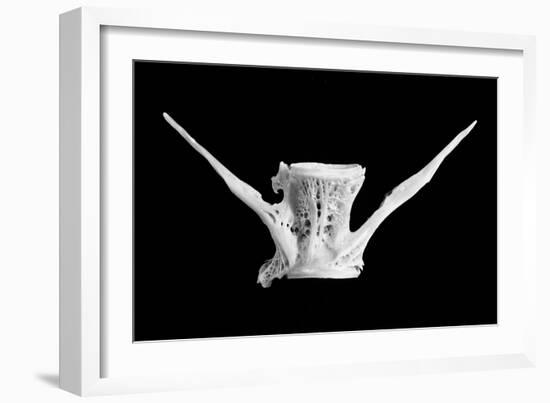 fish bone-Jim Occi-Framed Giclee Print