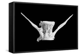 fish bone-Jim Occi-Framed Stretched Canvas