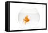 Fish Bowl with Goldfish in Studio-null-Framed Stretched Canvas