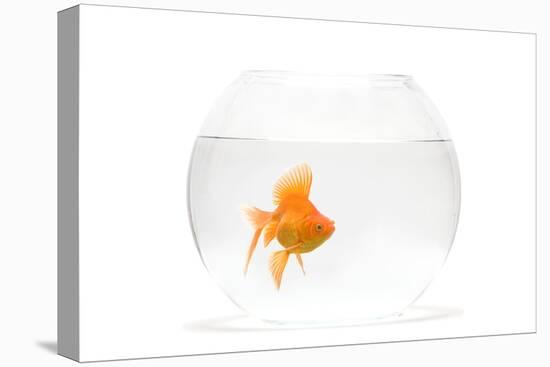 Fish Bowl with Goldfish in Studio-null-Stretched Canvas