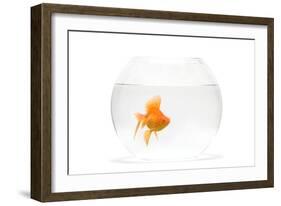 Fish Bowl with Goldfish in Studio-null-Framed Photographic Print