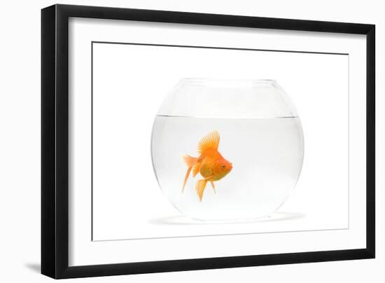 Fish Bowl with Goldfish in Studio-null-Framed Photographic Print