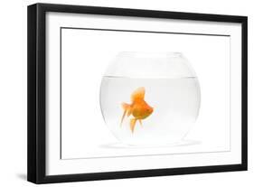 Fish Bowl with Goldfish in Studio-null-Framed Photographic Print