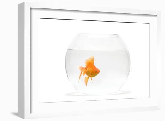 Fish Bowl with Goldfish in Studio-null-Framed Photographic Print